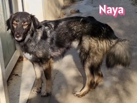 Naya, 11/24 - zauberhaftes Wuschelchen sucht seine Menschen