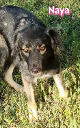 Naya, 11/24 - zauberhaftes Wuschelchen sucht seine Menschen