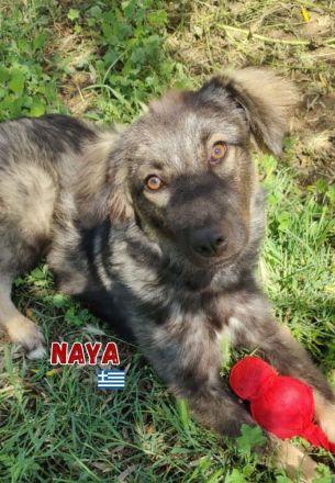 Naya, 11/24 - zauberhaftes Wuschelchen sucht seine Menschen