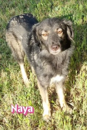 Naya, 11/24 - zauberhaftes Wuschelchen sucht seine Menschen