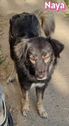 Naya, 11/24 - zauberhaftes Wuschelchen sucht seine Menschen