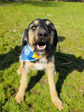 Mo sucht ein Körbchen