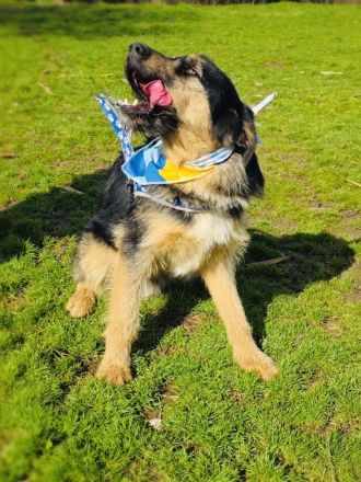 Mo sucht ein Körbchen