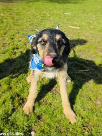 Mo sucht ein Körbchen