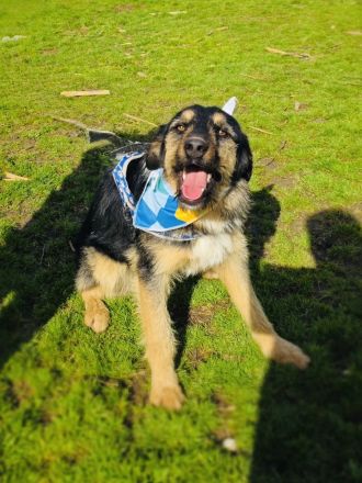 Mo sucht ein Körbchen