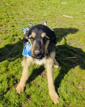 Mo sucht ein Körbchen