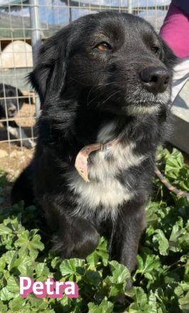 Petra, 11/24 - schüchternes Mädel sucht seine Menschen