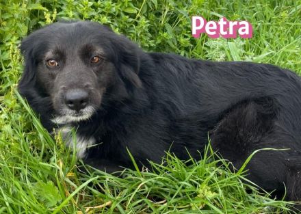Petra, 11/24 - schüchternes Mädel sucht seine Menschen
