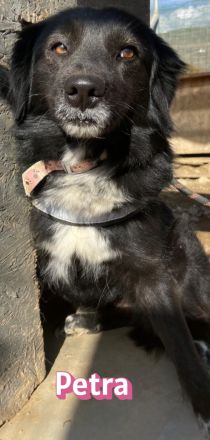 Petra, 11/24 - schüchternes Mädel sucht seine Menschen