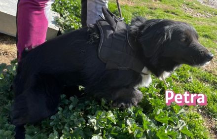 Petra, 11/24 - schüchternes Mädel sucht seine Menschen