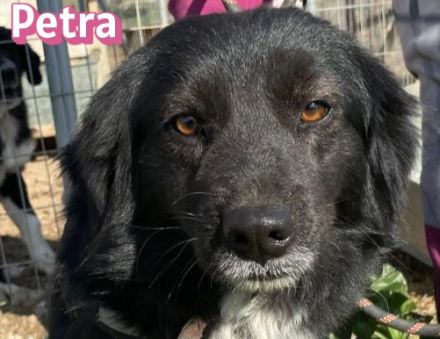 Petra, 11/24 - schüchternes Mädel sucht seine Menschen