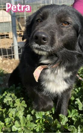 Petra, 11/24 - schüchternes Mädel sucht seine Menschen