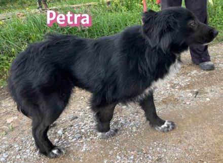 Petra, 11/24 - schüchternes Mädel sucht seine Menschen