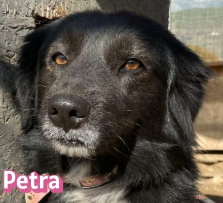 Petra, 11/24 - schüchternes Mädel sucht seine Menschen