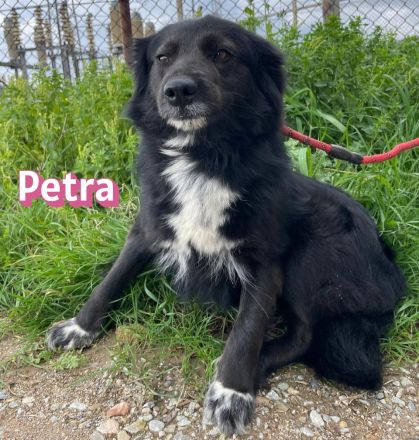 Petra, 11/24 - schüchternes Mädel sucht seine Menschen