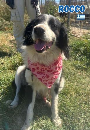 Rocco, 09/24 - Border Collie Mix sucht Familie