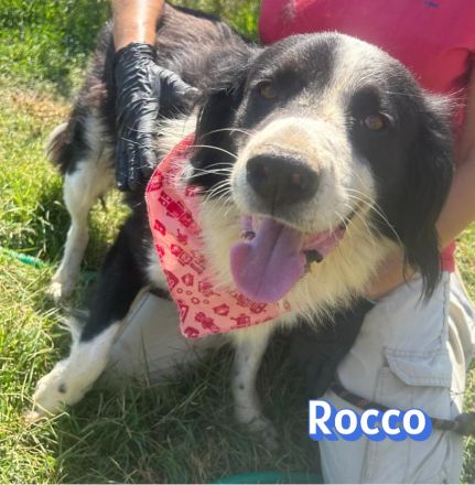 Rocco, 09/24 - Border Collie Mix sucht Familie
