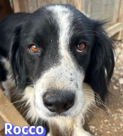 Rocco, 09/24 - Border Collie Mix sucht Familie