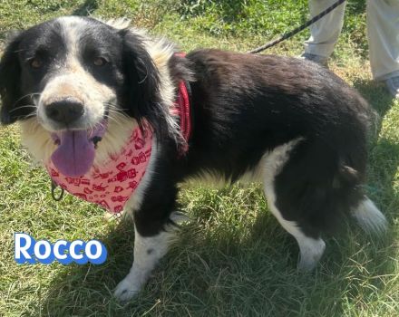 Rocco, 09/24 - Border Collie Mix sucht Familie
