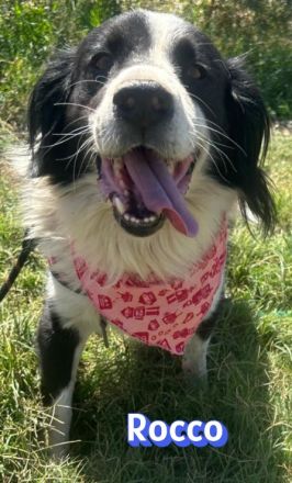 Rocco, 09/24 - Border Collie Mix sucht Familie