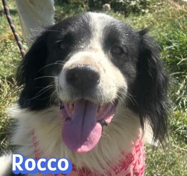 Rocco, 09/24 - Border Collie Mix sucht Familie