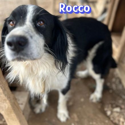 Rocco, 09/24 - Border Collie Mix sucht Familie