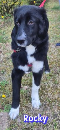 Ruby und Rocky, 10/25 - schüchterne Lady wartet in 67454 Haßloch, schüchterner Bub in 67117 Heidelbe