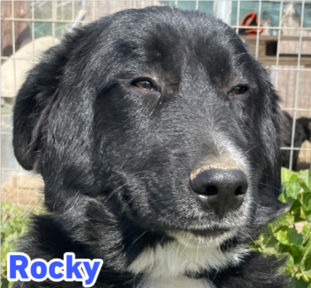 Rocky und Ruby, 10/25 - plüschiges Duo sucht seine Familien