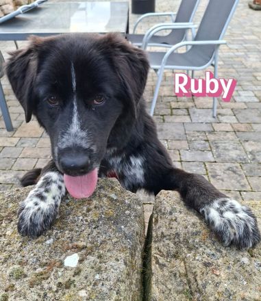 Ruby und Rocky, 10/25 - schüchterne Lady wartet in 67454 Haßloch, schüchterner Bub in 67117 Heidelbe
