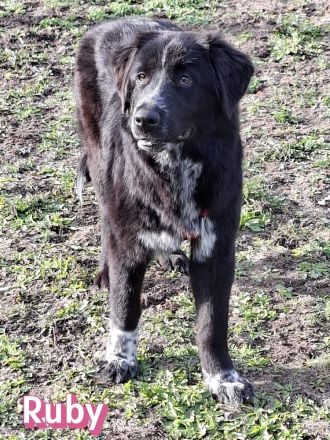 Ruby und Rocky, 10/25 - schüchterne Lady wartet in 67454 Haßloch, schüchterner Bub in 67117 Heidelbe