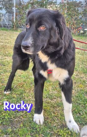 Ruby und Rocky, 10/25 - schüchterne Lady wartet in 67454 Haßloch, schüchterner Bub in 67117 Heidelbe