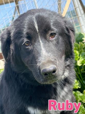 Rocky und Ruby, 10/25 - plüschiges Duo sucht seine Familien