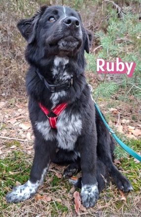 Ruby und Rocky, 10/25 - schüchterne Lady wartet in 67454 Haßloch, schüchterner Bub in 67117 Heidelbe