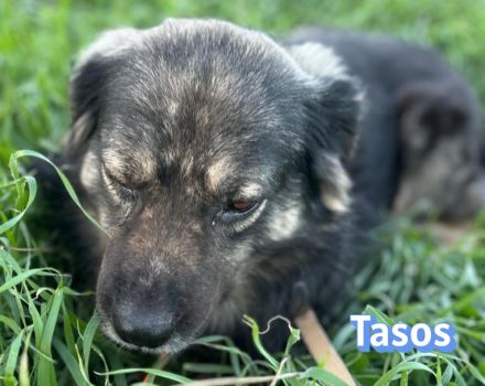 Tasos, 01/22 - sucht trotz Handicap seine Familie