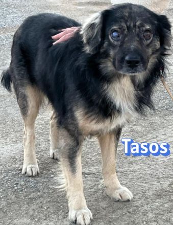 Tasos, 01/22 - sucht trotz Handicap seine Familie