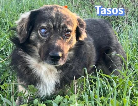 Tasos, 01/22 - sucht trotz Handicap seine Familie