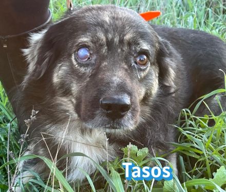 Tasos, 01/22 - sucht trotz Handicap seine Familie