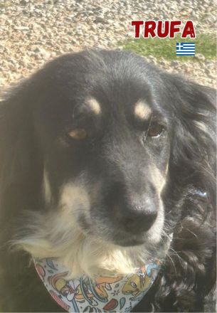 Trufa, 12/23 - freundliches Mädel sucht schönes Plätzchen