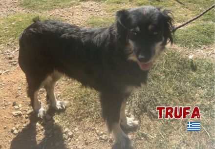 Trufa, 12/23 - freundliches Mädel sucht schönes Plätzchen