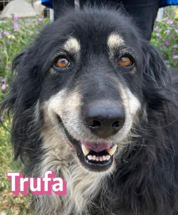 Trufa, 12/23 - freundliches Mädel sucht schönes Plätzchen