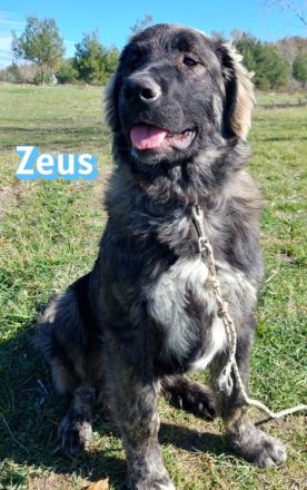 Zeus, 06/25 - sanfter, freundlicher Riese sucht Familie