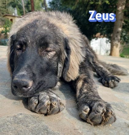 Zeus, 06/25 - sanfter, freundlicher Riese sucht Familie