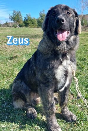 Zeus, 06/25 - sanfter, freundlicher Riese sucht Familie