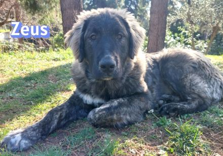 Zeus, 06/25 - sanfter, freundlicher Riese sucht Familie