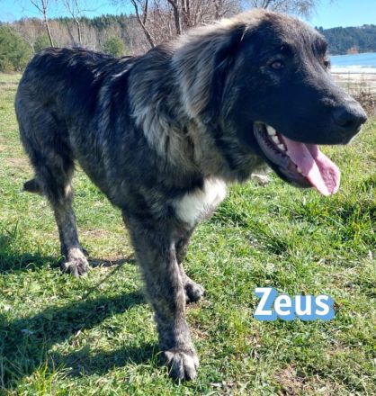 Zeus, 06/25 - sanfter, freundlicher Riese sucht Familie