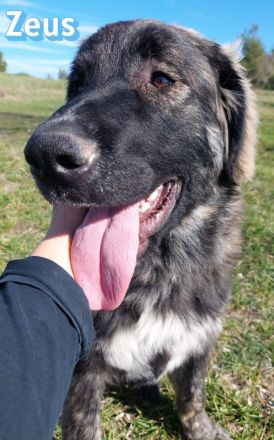 Zeus, 06/25 - sanfter, freundlicher Riese sucht Familie