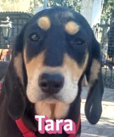 Tara, Tobi, Tommy  11/25 - suchen ihre Familien