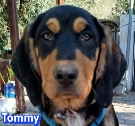 Tara, Tobi, Tommy  11/25 - suchen ihre Familien