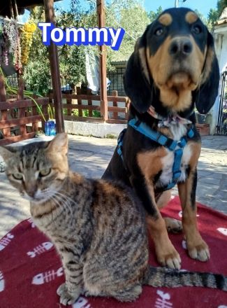 Tara, Tobi, Tommy  11/25 - suchen ihre Familien