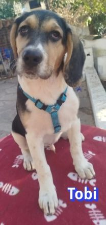 Tara, Tobi, Tommy  11/25 - suchen ihre Familien